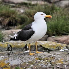 A Great Black Backed Gull on a rock