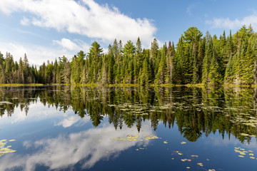 Obraz premium Lake landscape at West Rose Pond in Algonquin Provincial Park 