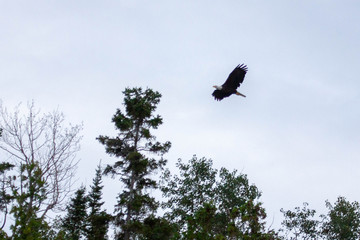 eagle in flight