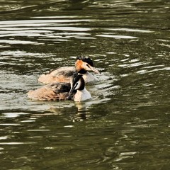 A view of a Great Crested Grebe in the water