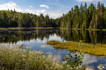 Fototapeta na wymiar Lake landscape at Wolf Howl Pond in Algonquin Provincial Park