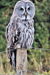 A Great Grey Owl