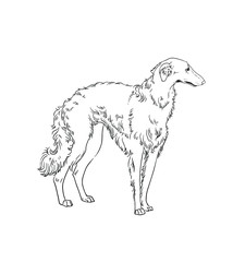 Russian borzoi isolated on white background. Wolfhound on white.