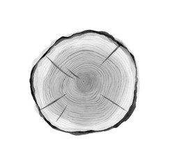 Fototapeta premium Fir slice. Monochrome wood cut. Design for textile, pattern, card, postcard, card, greeting, invitation in rustic style. Watercolour illustration isolated on white background.
