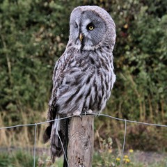 A Great Grey Owl