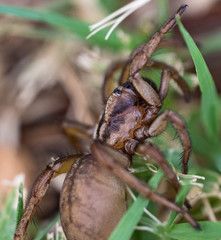 Ragno italiano domestico
