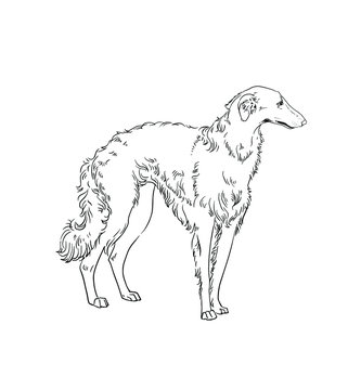 Russian borzoi isolated on white background. Wolfhound on white.