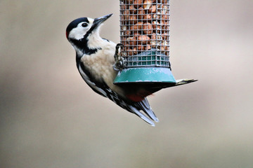 Naklejka premium A view of a Green Parakeet
