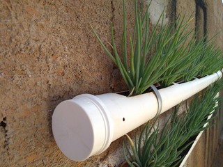 chives planted in the PVC pipe Branquinho