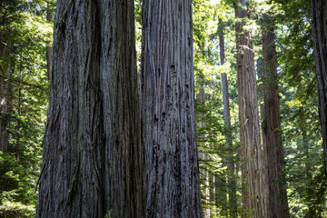 Obraz premium Massive redwood trees in one of the forests of Redwood National Park in northern California.