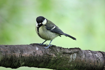 A close up of a Great Tit