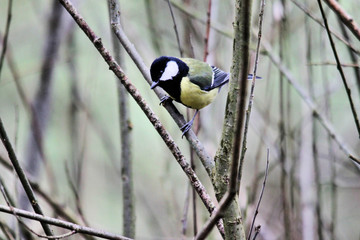 A close up of a Great Tit