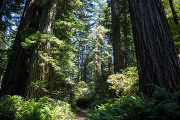Massive redwood trees in one of the forests of Redwood National Park in northern California.