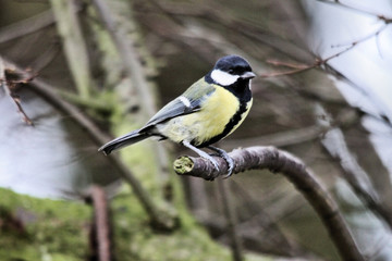 A close up of a Great Tit