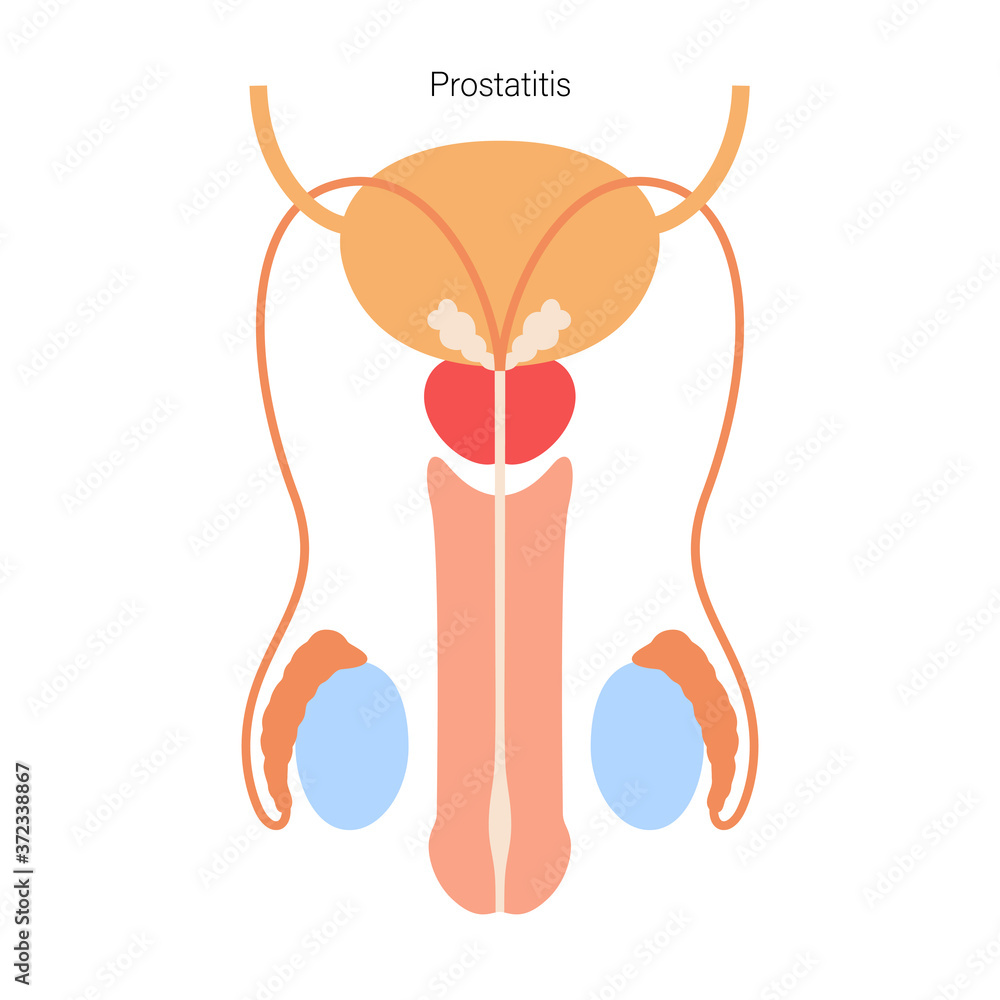 Canvas Prints Male reproductive system