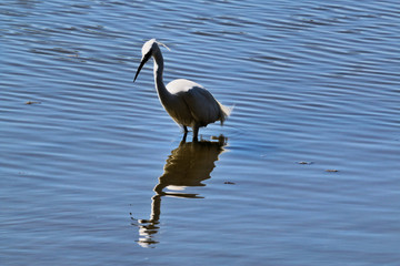 A view of a White Ibis