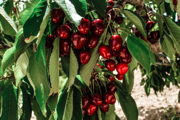 Cherries & reflection.