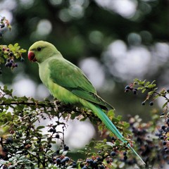 A view of a Green Parakeet