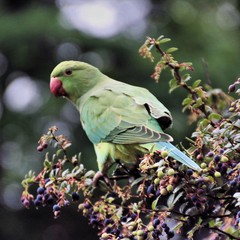 A view of a Green Parakeet