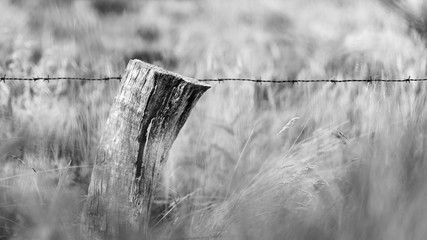 Weidenzaun, Holzzaun, Wiese, Zaun, Holz, Stacheldraht