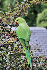 A view of a Green Parakeet