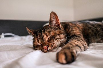 Schlafende Katze