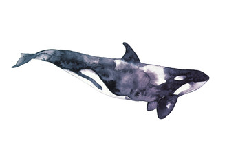 The female killer whale. Watercolor color drawing for print.