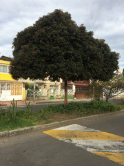 Nature is beautiful and helps to beautify the urban space © Heber