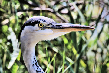 great blue heron