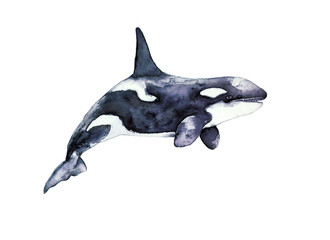Male killer whale. Basok fin. Watercolor color drawing for print. © svistoplas