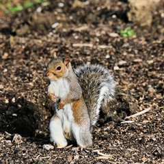 squirrel in the park