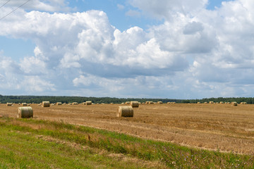 Obraz premium sheaf of straw in the field. village landscape