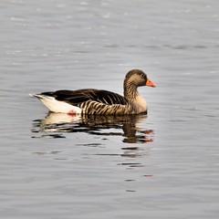 Fototapeta premium A picture of a Greylag Goose