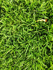 Grass
