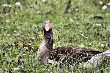 A picture of a Greylag Goose