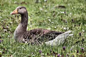 A picture of a Greylag Goose