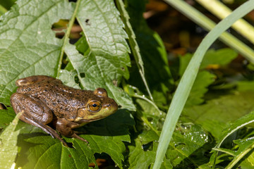 Canadian Green frog on plant leaf in water