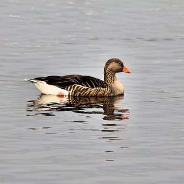 A picture of a Greylag Goose