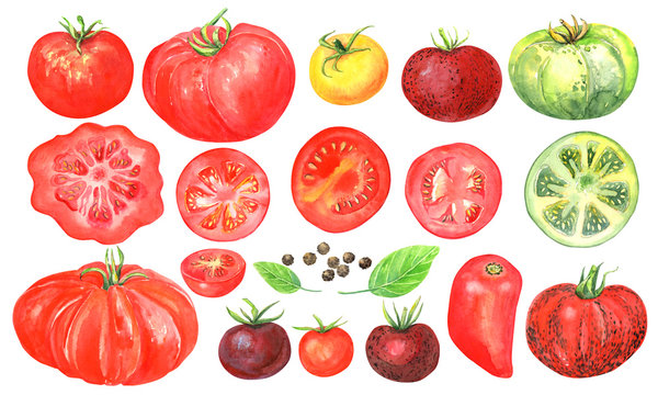 Tomatoes clipart on white background . Cherry, yellow, green, red tomatoes, tomato slice, basil, pepper.
 Stock illustration. Hand painted in watercolor.