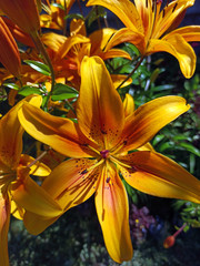 Fototapeta premium photography of blooming lilies in summer. beautiful orange lilies