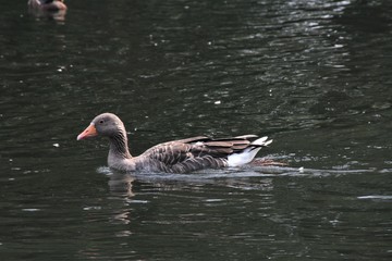 A view of a Greylag Goose