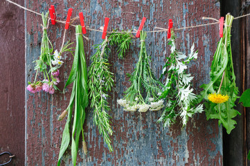 Herbs on a leash in the garden - Kräuter auf eine Leine