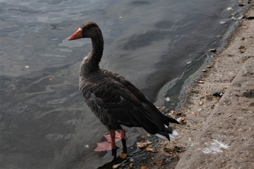 A view of a Greylag Goose