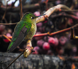 hummingbird on a branch