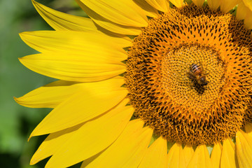 Fototapeta premium Close-up of a bee on a sunflower at a biodiesel farm.