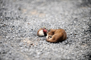 un petit animal mort sur le bord de la route - obrazy, fototapety, plakaty