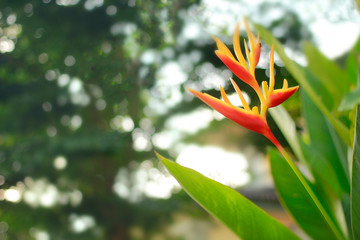 Heliconia spp in the garden, leave some empty space.