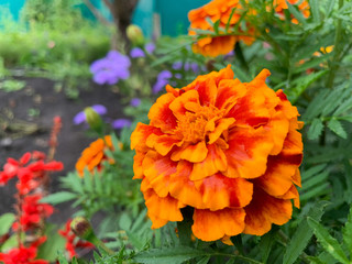 Blooming marigolds in the garden. Blooming bright orange, yellow, lush, beautiful flowers in August. Garden flowers of Tagetes.