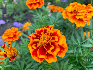 Blooming marigolds in the garden.  Blooming bright orange, yellow, lush, beautiful flowers in August. Garden flowers of Tagetes.