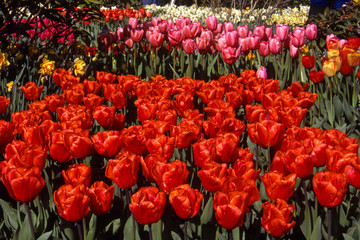 EPSON scanner image Skagit, Washigton Tulip Festival